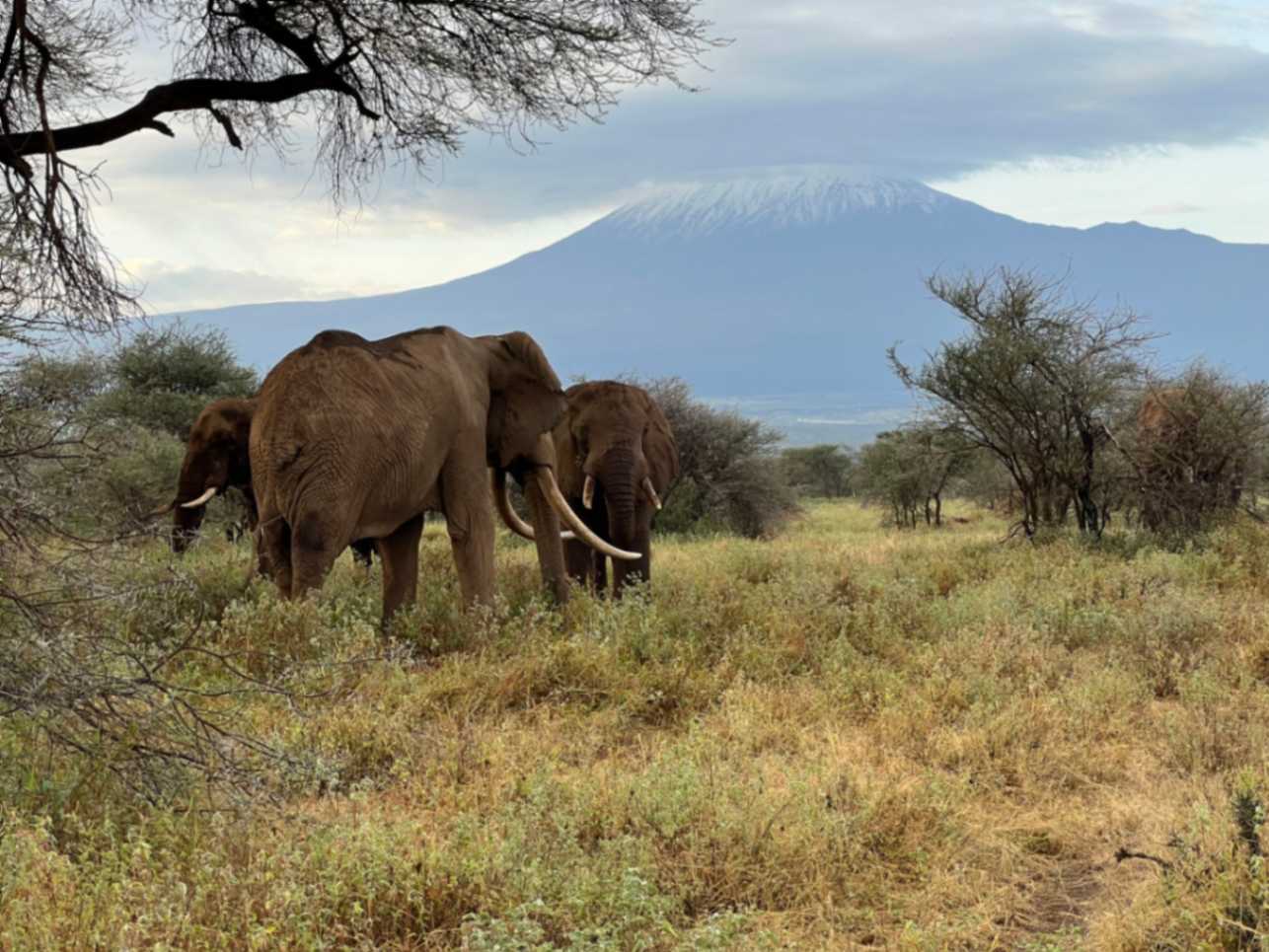 Elephants eating grass